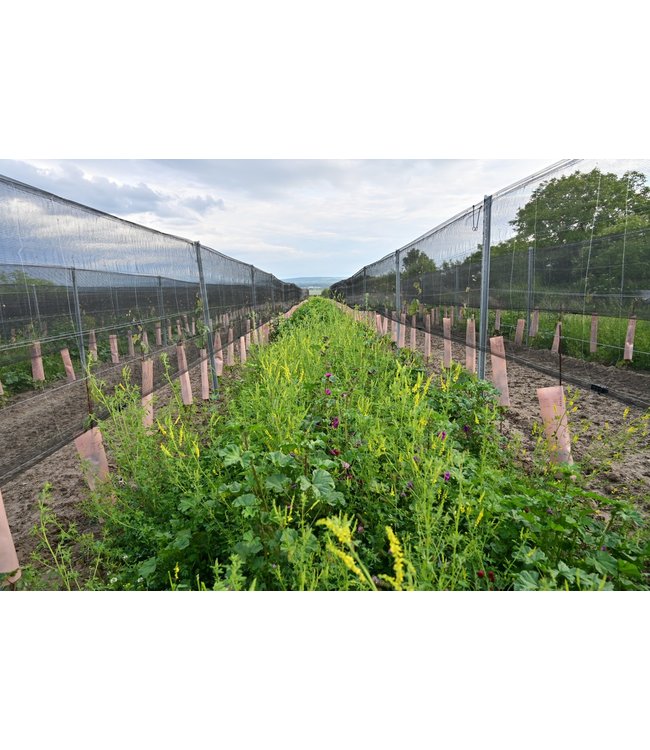 Weingut Leth Wagram Gruner Veltliner Schafflerberg Biologisch