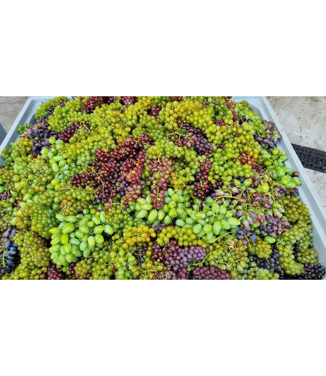 Weingut Leth Duett Riesling & Veltliner