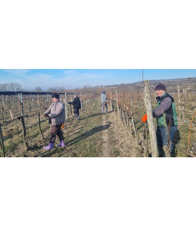 Weingut Leth Wagram Gruner Veltliner Schafflerberg Biologisch