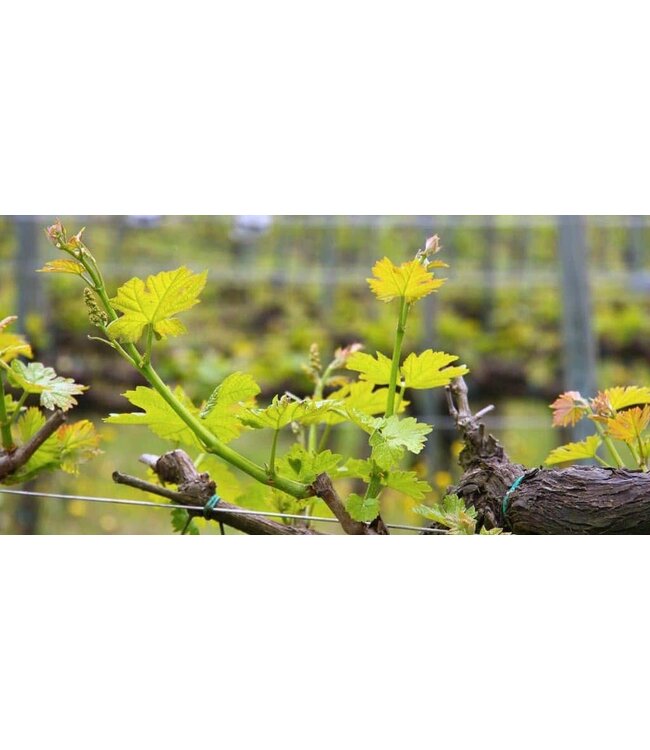 Benguela Cove Vinography Semillon-Sauvignon Blanc