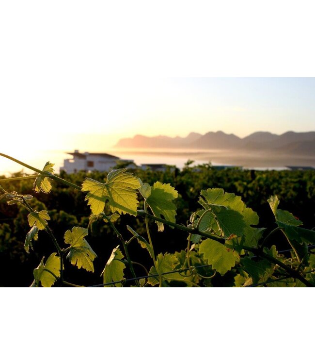 Benguela Cove Vinography Semillon-Sauvignon Blanc