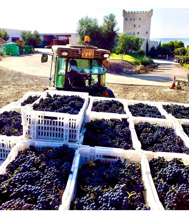 Pago de Cirsus Seleccionada Navarra