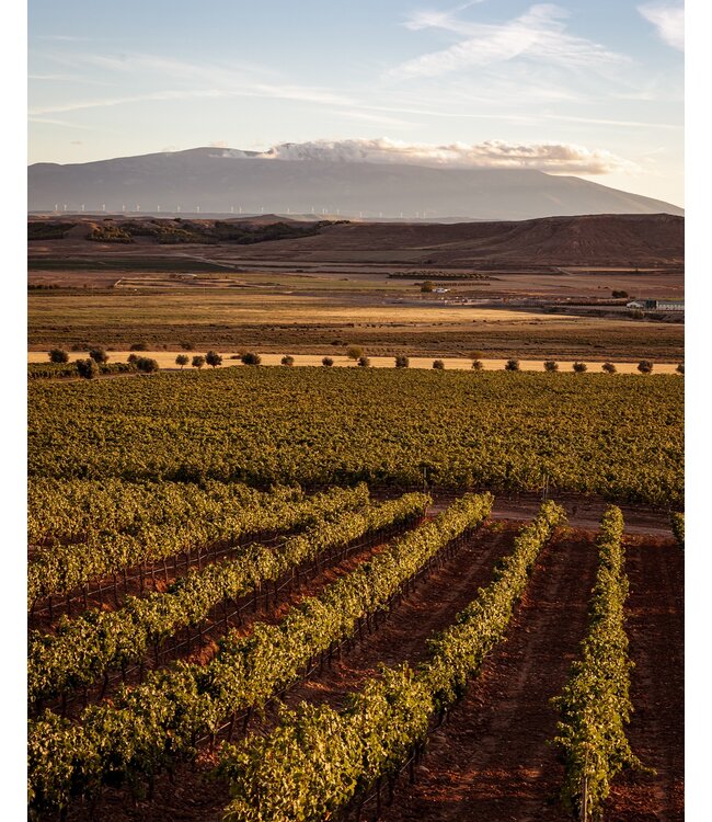 Pago de Cirsus Seleccionada Navarra