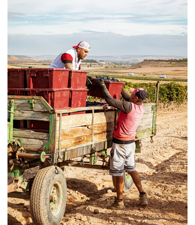 Pago de Cirsus Chardonnay Navarra