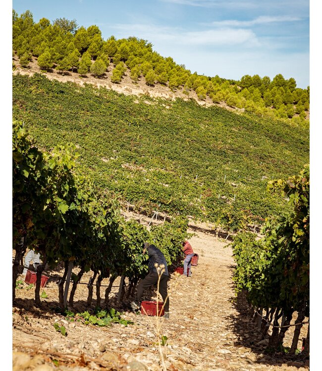 Pago de Cirsus Chardonnay Navarra