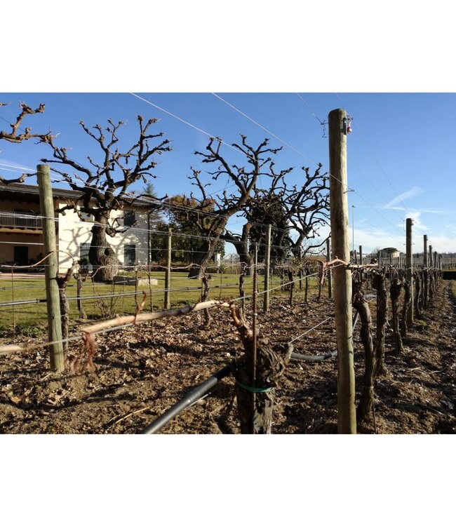 Zenato Ripassa della Valpolicella