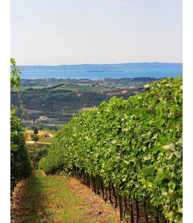 Zenato Santa Cristina Cabernet Sauvignon