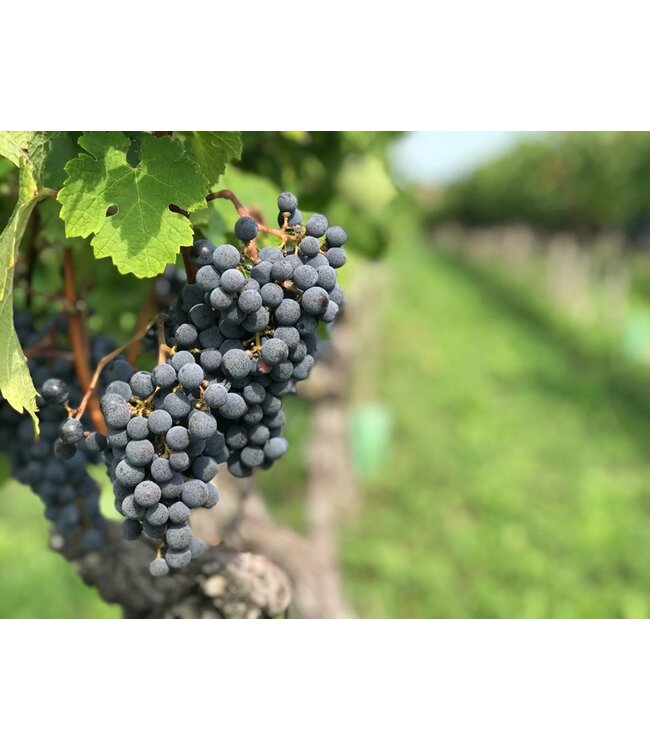 Zenato Santa Cristina Chardonnay