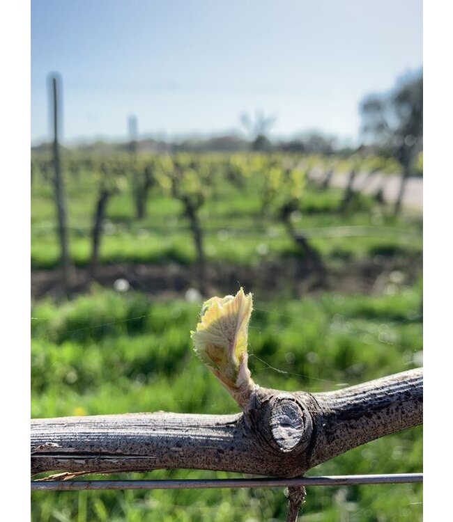 Zenato Soave Classico DOC