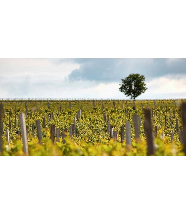 Pierre Jean Colombard-Chardonnay 12 halen, 10 betalen