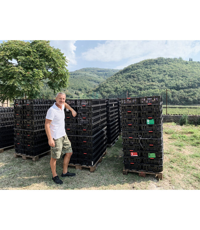 Biscardo San Lorenzo Soave Classico