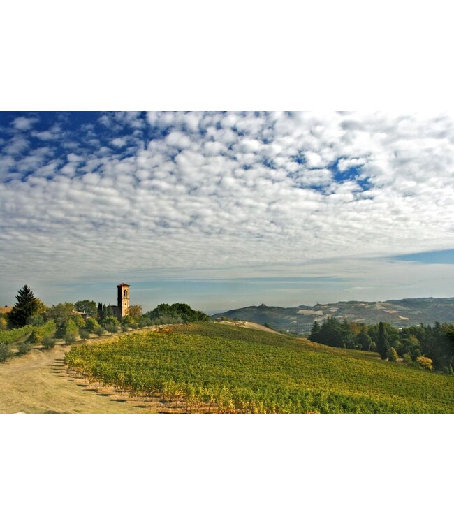 Biscardo San Lorenzo Soave Classico