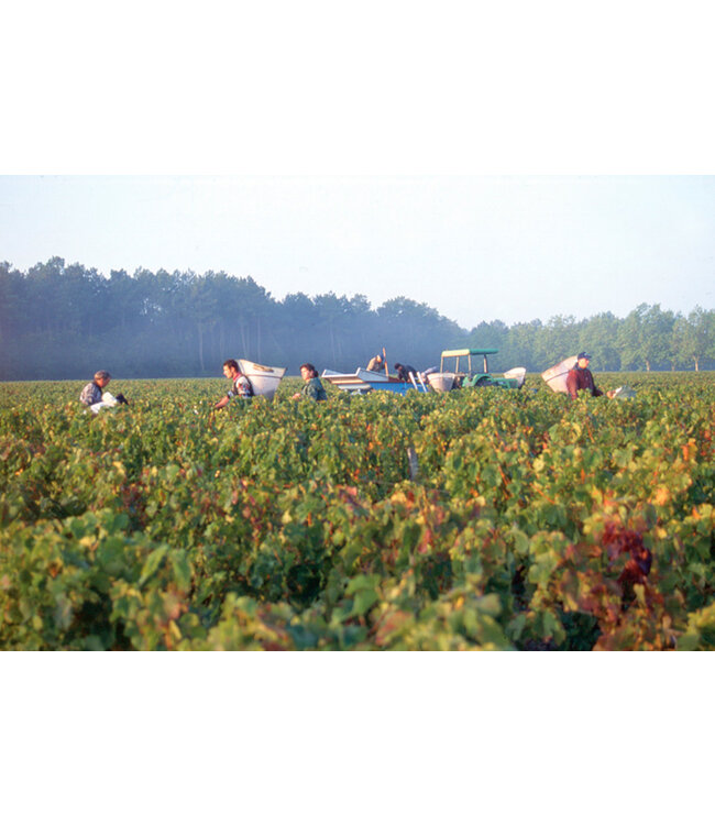 Pierre Jean Merlot-Cabernet Sauvignon 12 halen, 10 betalen