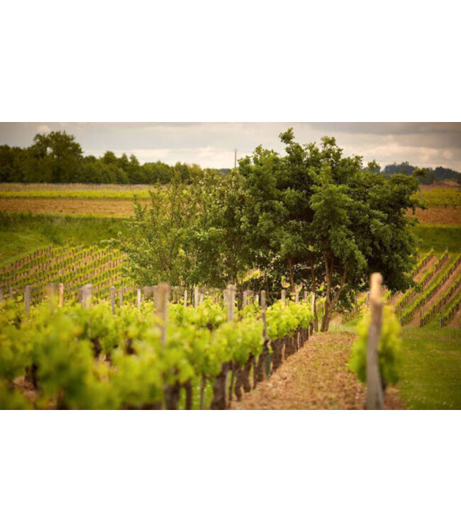 Pierre Jean Merlot-Cabernet Sauvignon 12 halen, 10 betalen