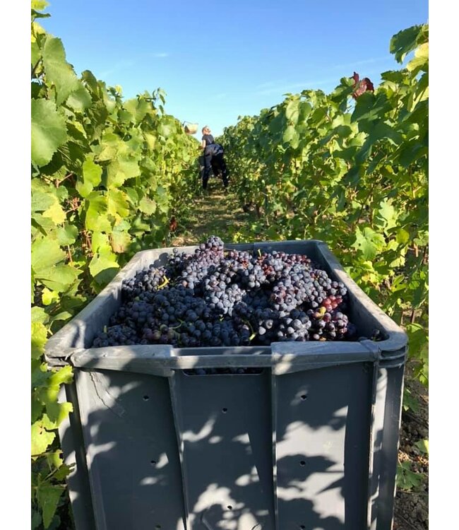 Champagne Monmarthe Premier Cru Rosé de Ludes brut