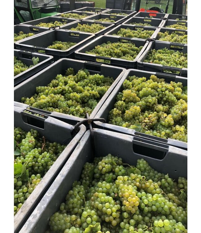 Champagne Monmarthe Premier Cru Douceur de Bulles demi-sec