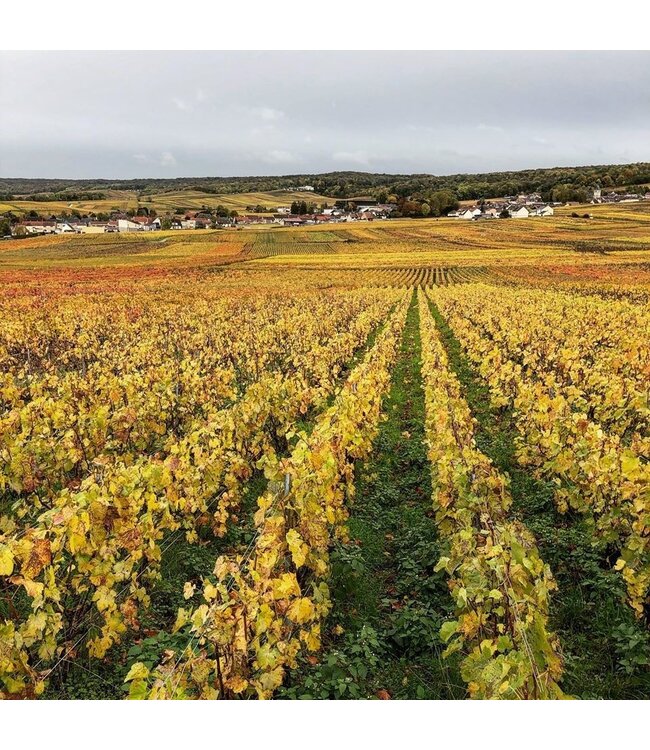 Champagne Monmarthe Premier Cru Douceur de Bulles demi-sec