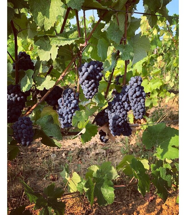 Champagne Monmarthe Premier Cru Le Nid d'Agace Extra-Brut