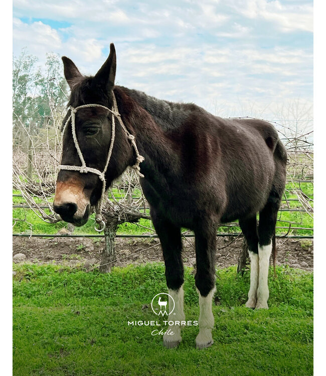 Las Mulas Torres Reserva Cabernet Sauvignon Biologisch