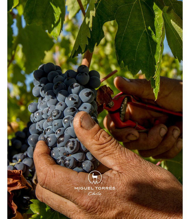 Las Mulas Torres Reserva Cabernet Sauvignon duuurzaam geteeld