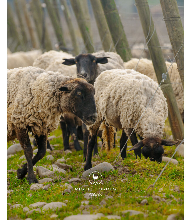 Las Mulas Torres Reserva Cabernet Sauvignon Biologisch