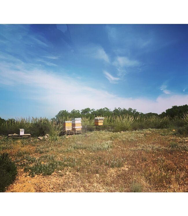 Montalvo Wilmot Verdejo Biologisch