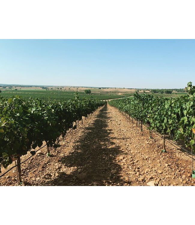 Montalvo Wilmot Verdejo duurzaam geteeld