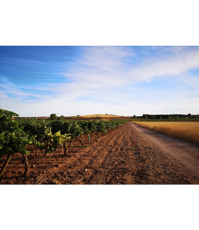 Montalvo Wilmot Verdejo duurzaam geteeld