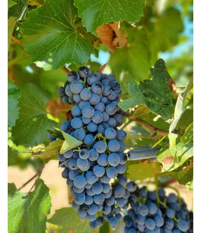 Montalvo Wilmot Pago DO Los Cerrillos Syrah