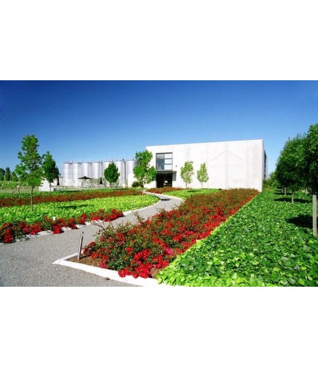 Mount Riley 17 Valley Sauvignon Blanc Marlborough