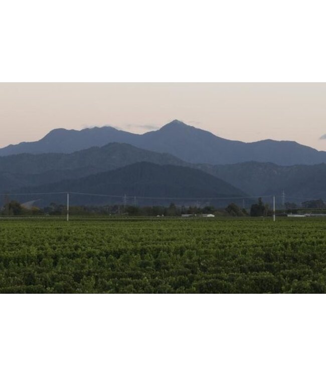 Mount Riley 17 Valley Sauvignon Blanc Marlborough