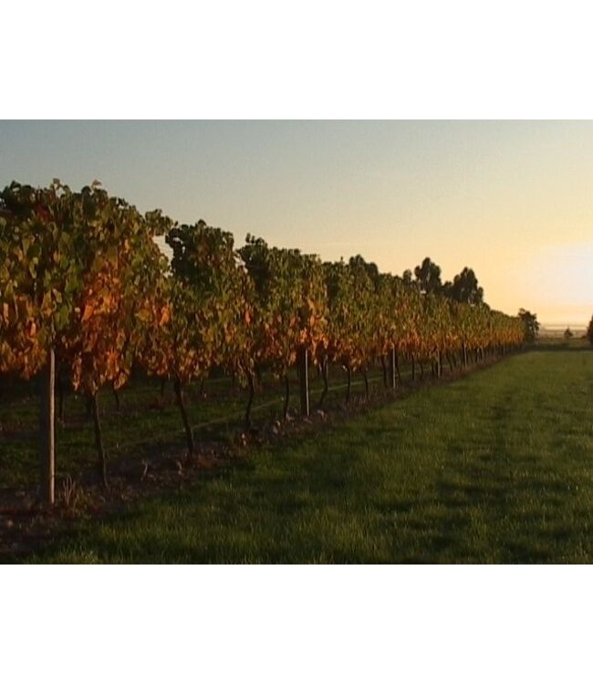 Mount Riley 17 Valley Chardonnay Marlborough