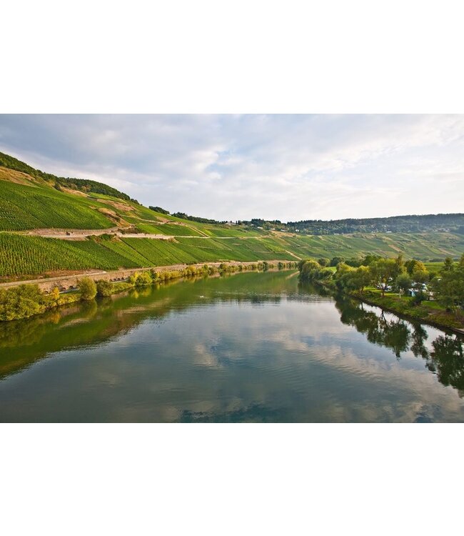 Steffen Weissburgunder Cuvee 23