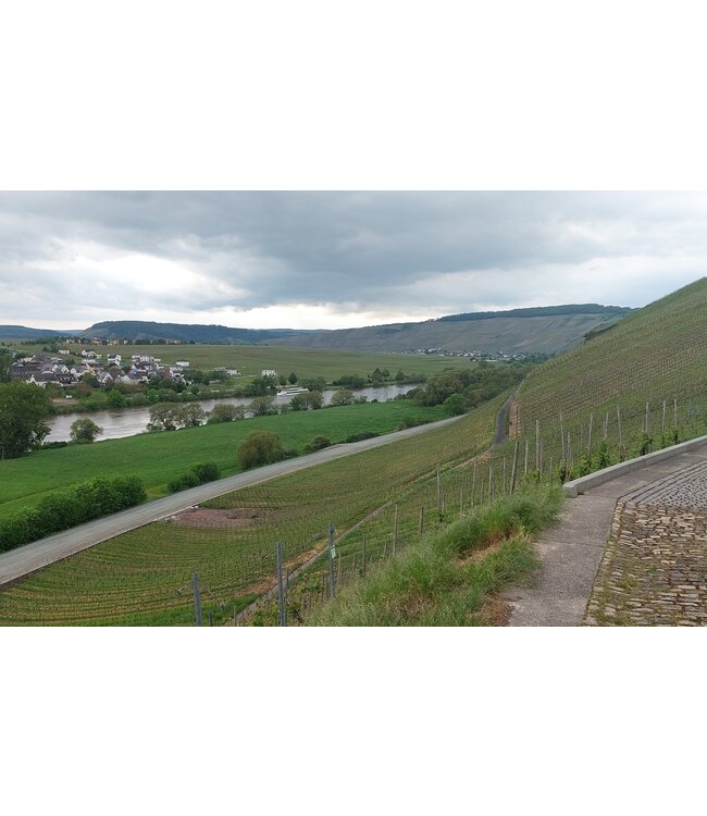 Steffen Weissburgunder Cuvee 23