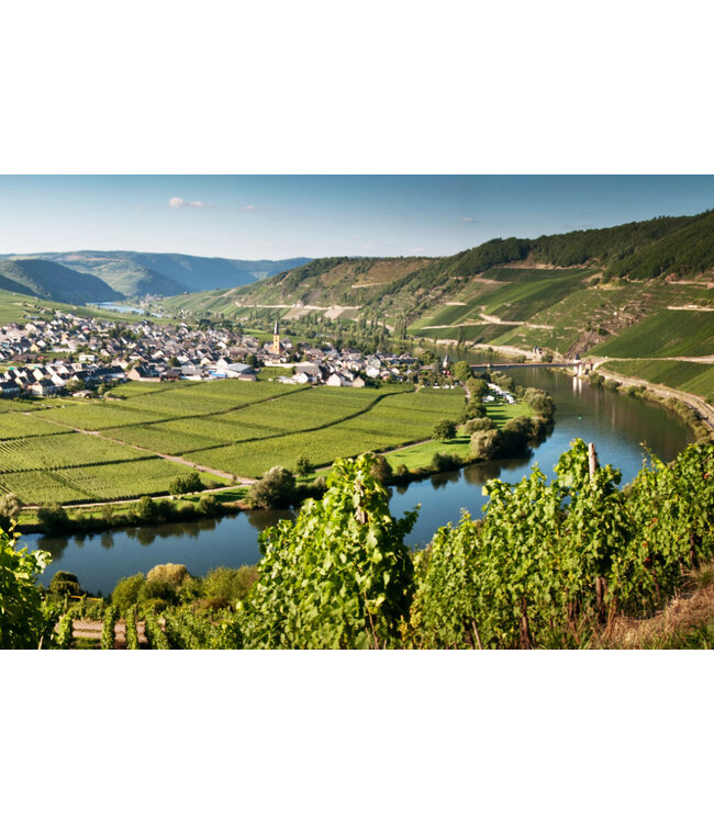 Steffen Grauburgunder Cuvee 52