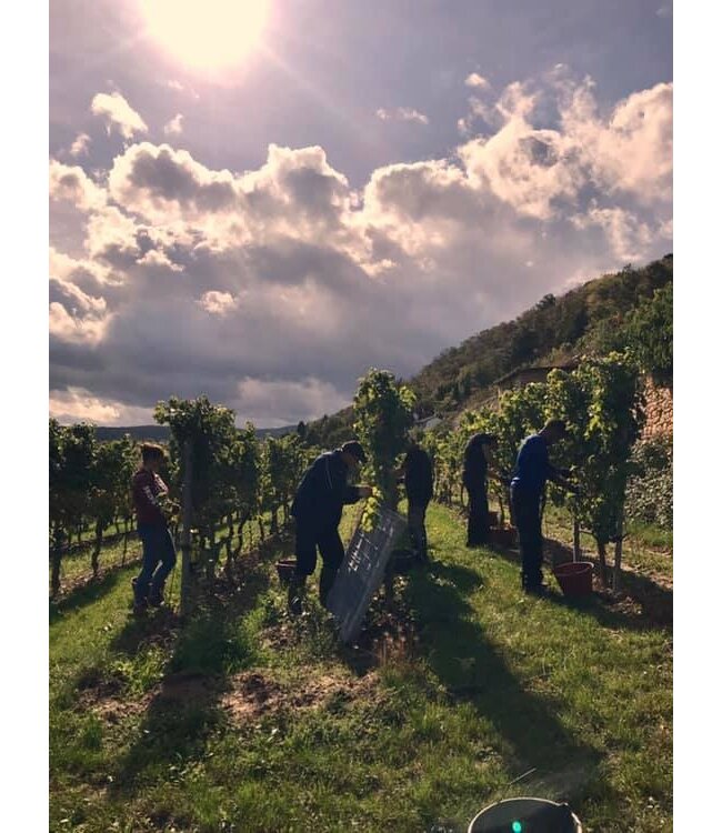 Hensel Chardonnay Hohenflug Pfalz