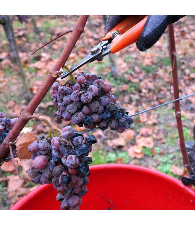 Cantine Tramin  Weissburgunder-Pinot Bianco Alto Adige