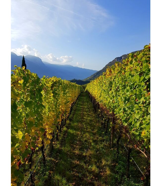 Cantine Tramin  Weissburgunder-Pinot Bianco Alto Adige