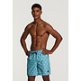 Shiwi zwembroek scratch palmboom aquablauw