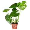 Monstera Pflanze