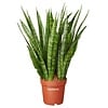 Sansevieria Kirkii H50