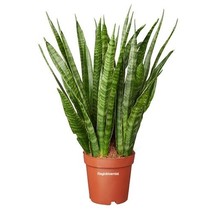 Sansevieria Kirkii H50