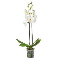 Weiße Orchidee 2-Zweig