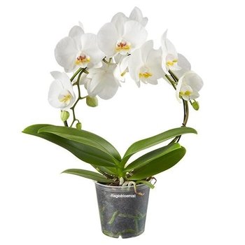 Phalaenopsis weiß 2-Zweig rund