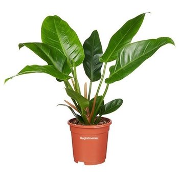 Philodendron H50