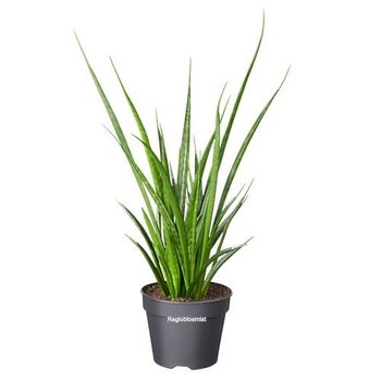 Sansevieria kirkii Freunde H50