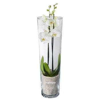 Weiße Schmetterlingsorchidee in Vase