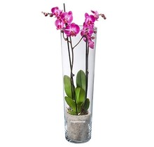 Rosa Orchidee in Vase