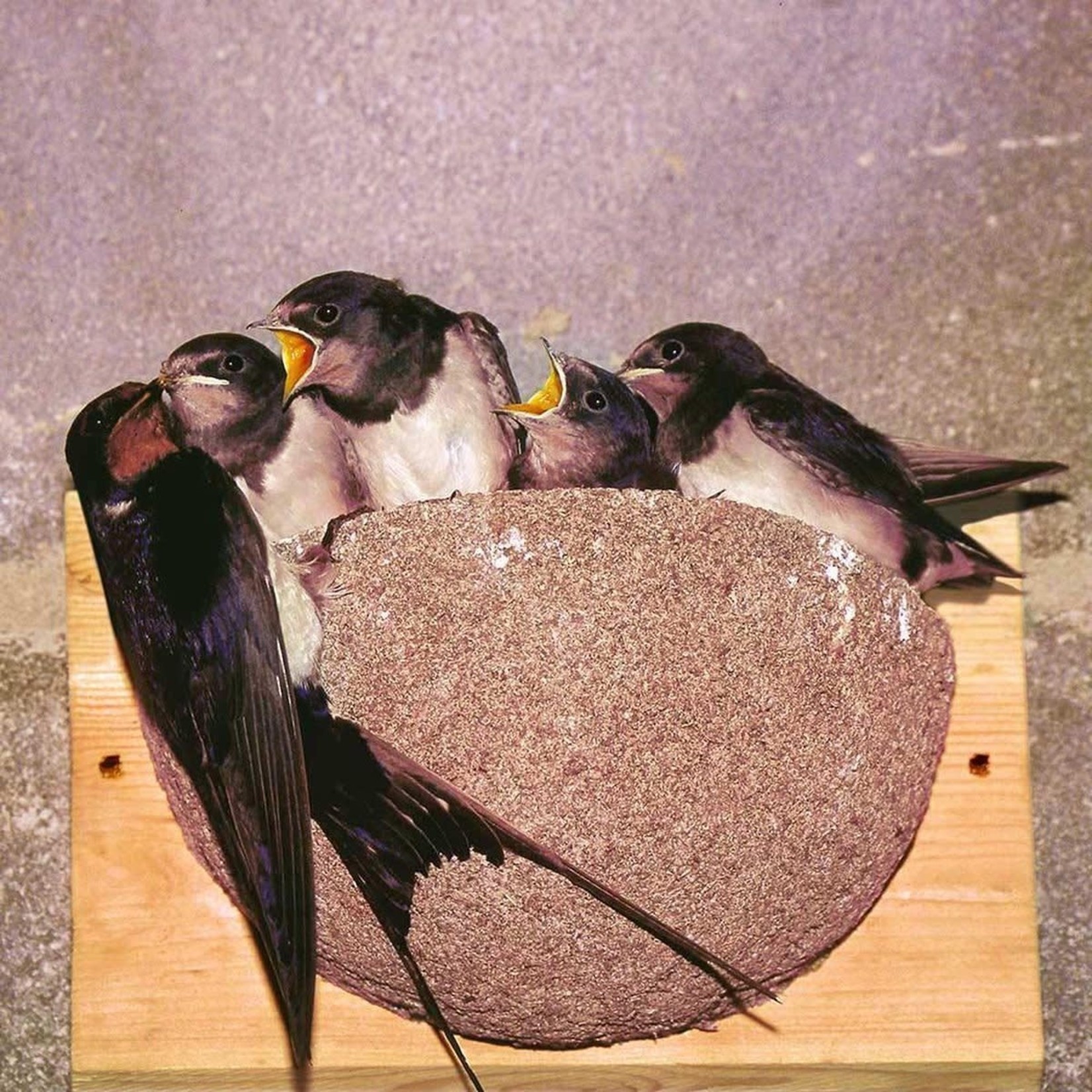 CJ Wildlife Boerenzwaluw nestkast Merida
