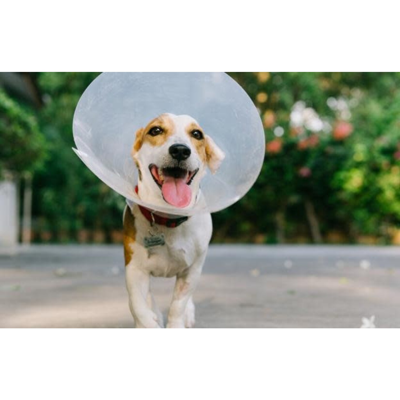 Ferplast GRO 6006  Veterinary Collar 12.5